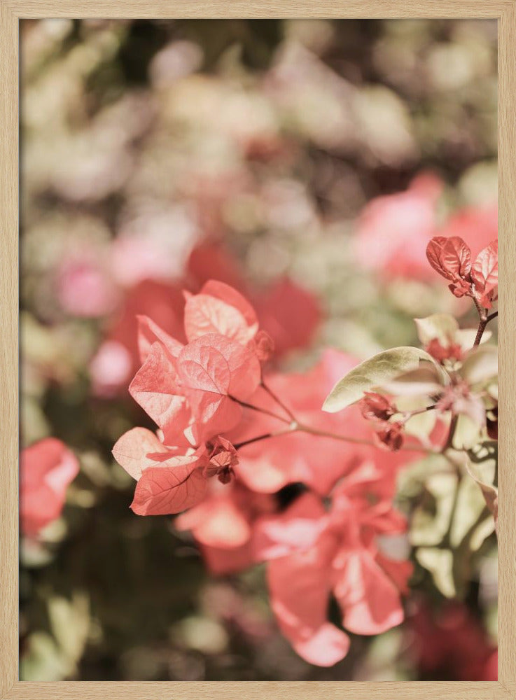 Petals in Focus | Poster