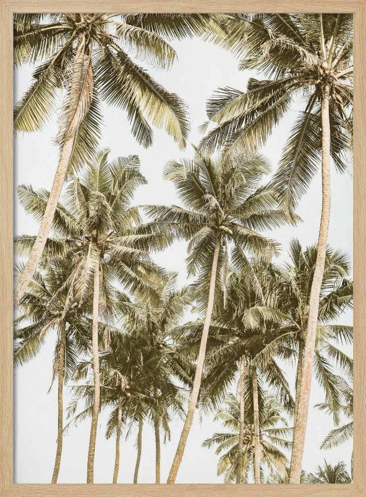 Tropical Serenity | Poster