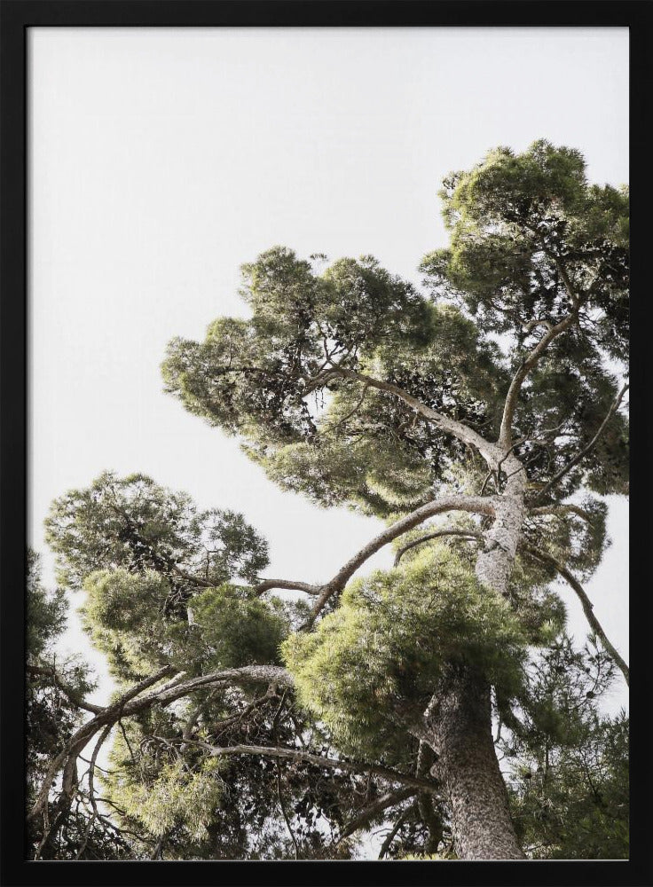 Towering Pines | Poster