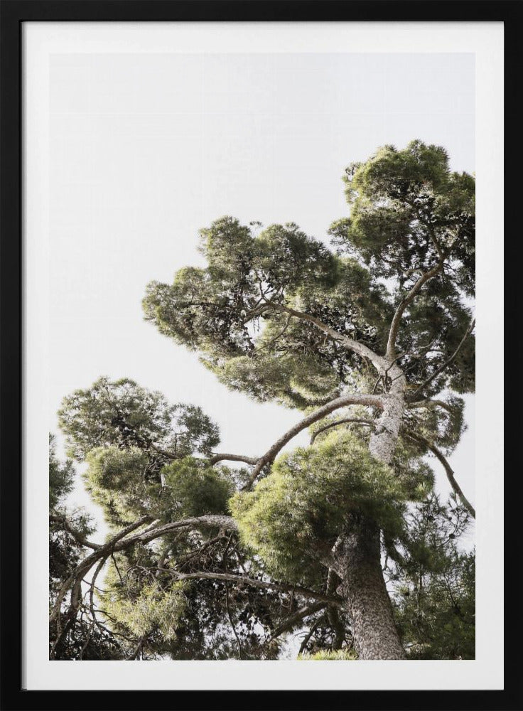 Towering Pines | Poster