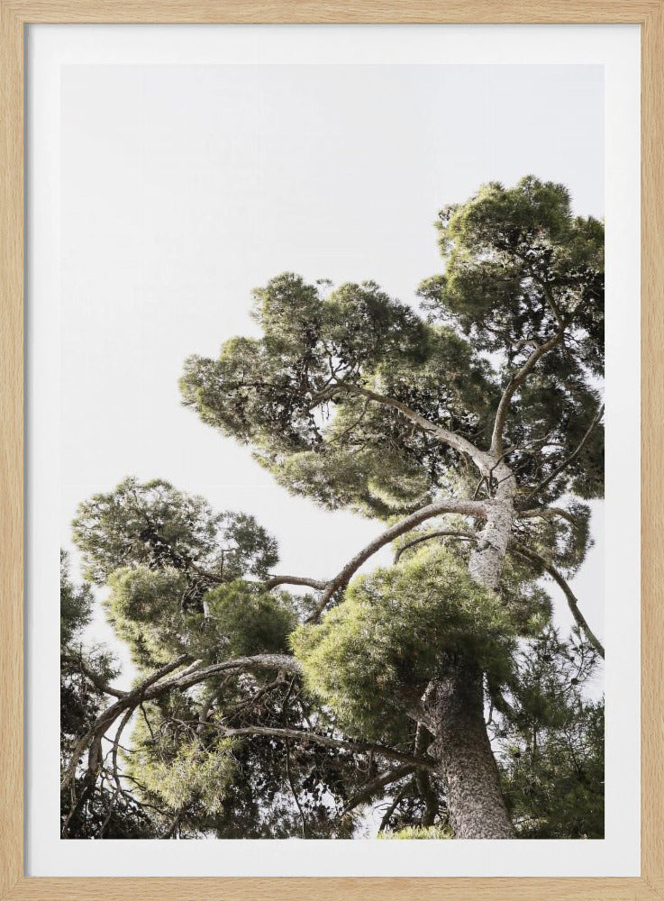 Towering Pines | Poster