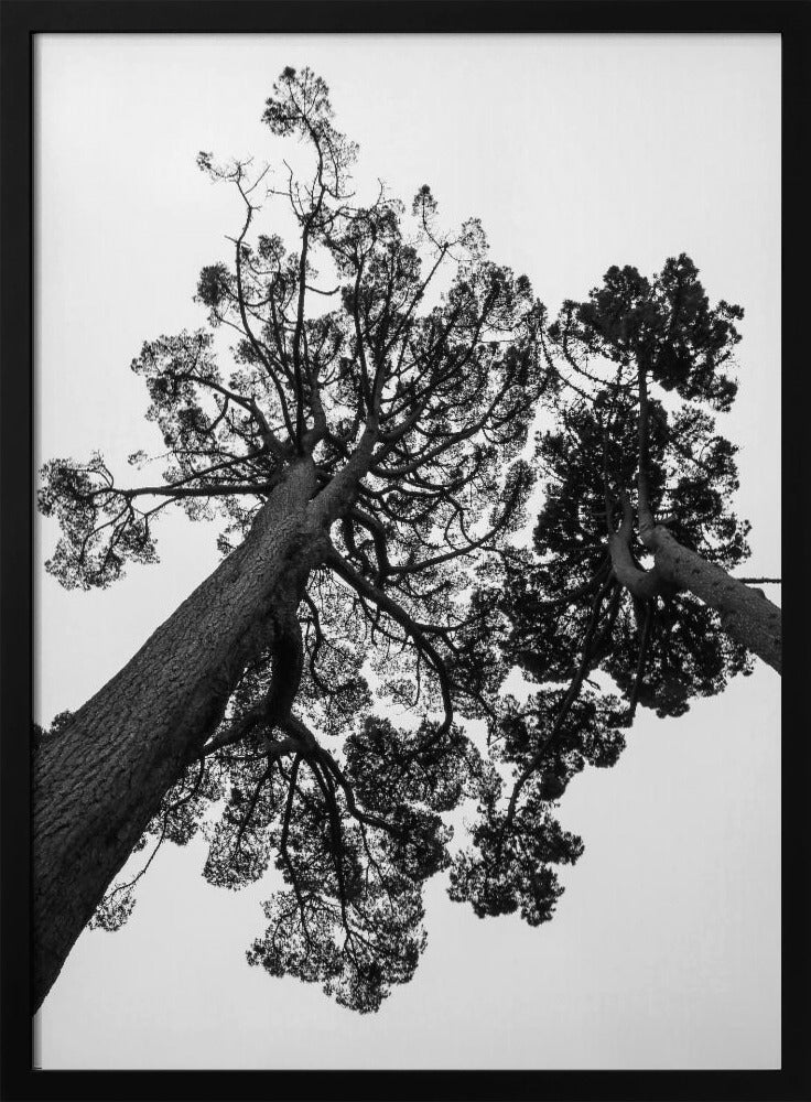 Towering Pines | Poster