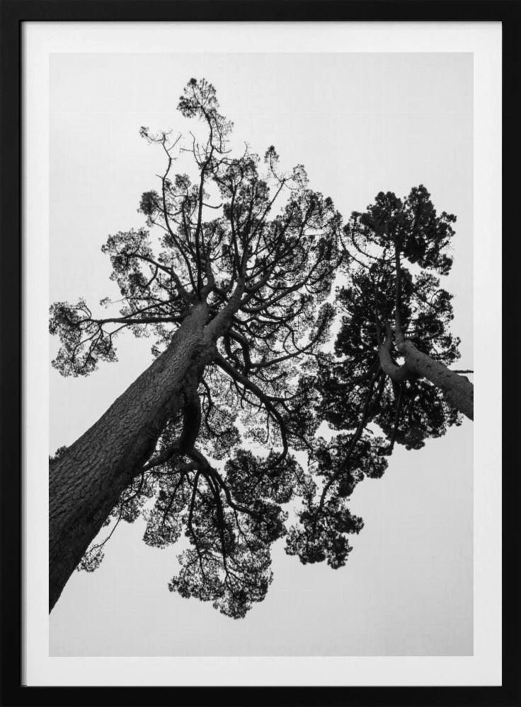 Towering Pines | Poster