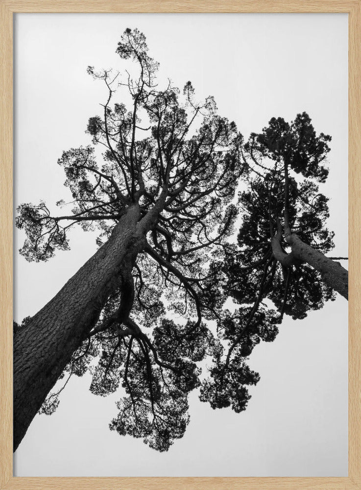 Towering Pines | Poster