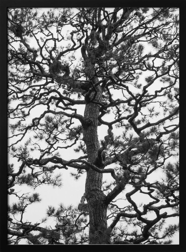 Twisting Tree Silhouette | Poster