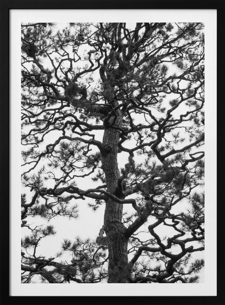 Twisting Tree Silhouette | Poster