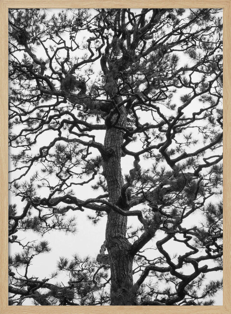 Twisting Tree Silhouette | Poster