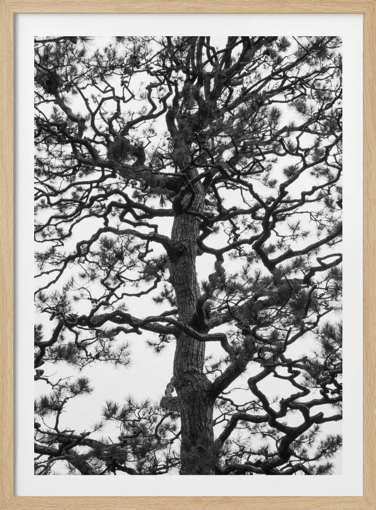 Twisting Tree Silhouette | Poster