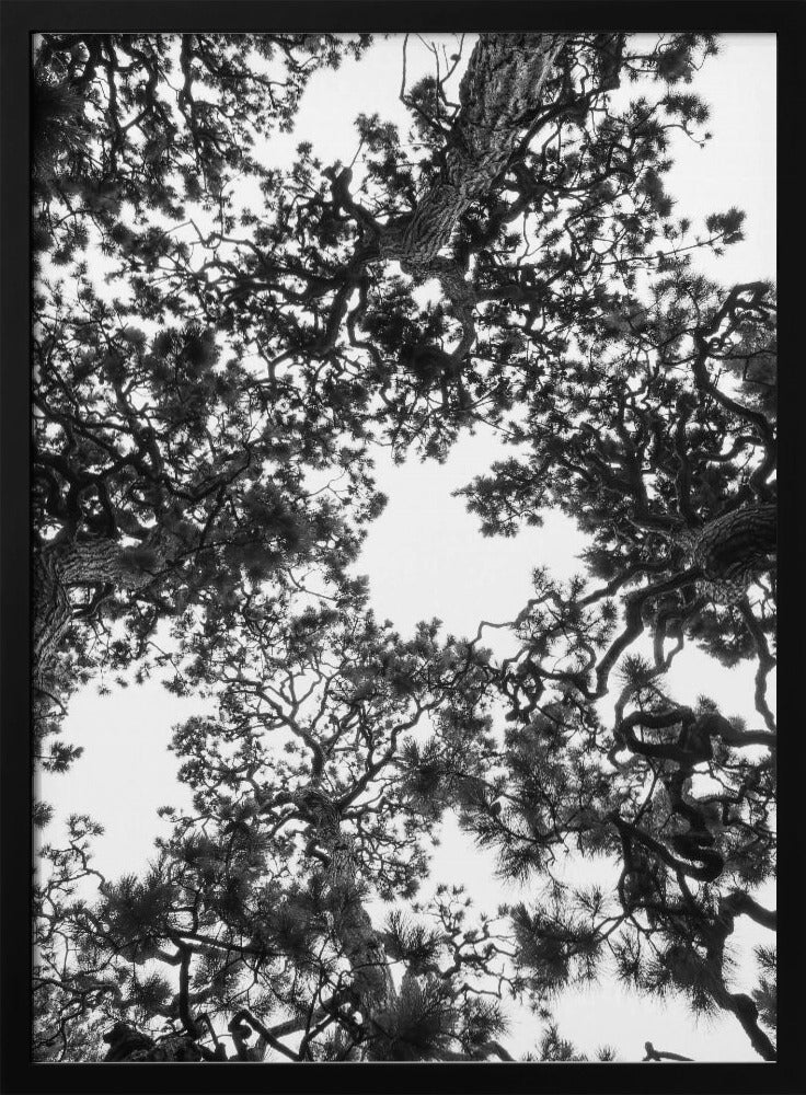 Canopy Symphony | Poster