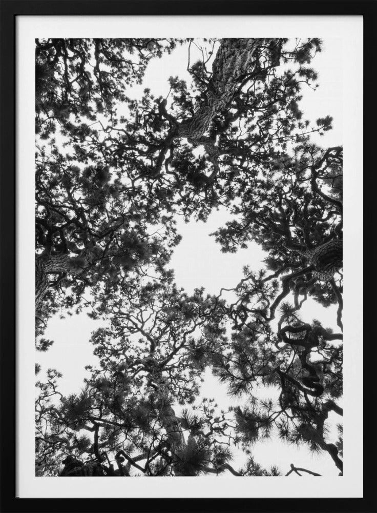 Canopy Symphony | Poster