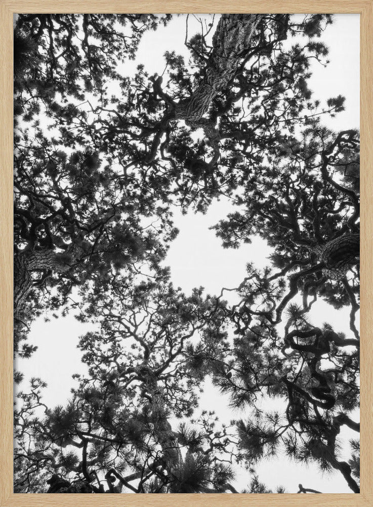 Canopy Symphony | Poster