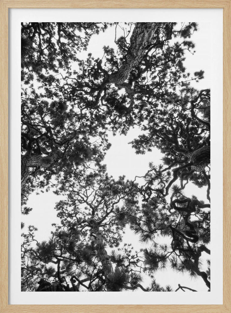 Canopy Symphony | Poster