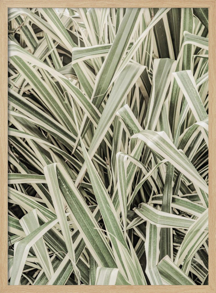 Verdant Stripes | Poster