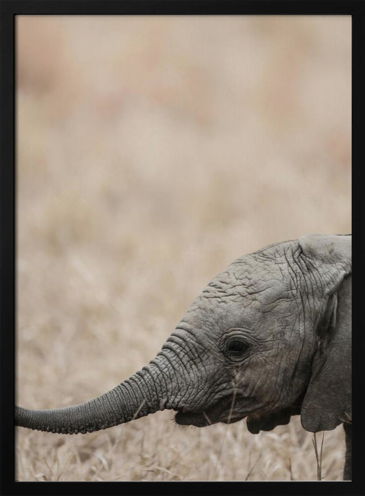 Gentle Giant&#039;s Gaze | Poster