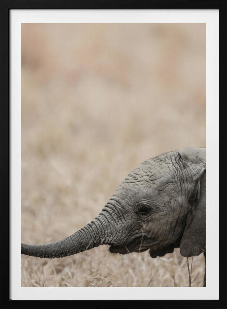 Gentle Giant&#039;s Gaze | Poster