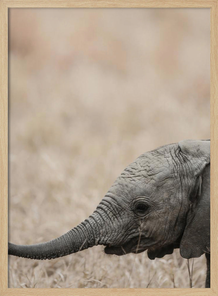 Gentle Giant&#039;s Gaze | Poster