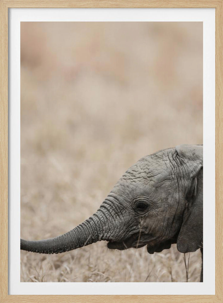 Gentle Giant&#039;s Gaze | Poster