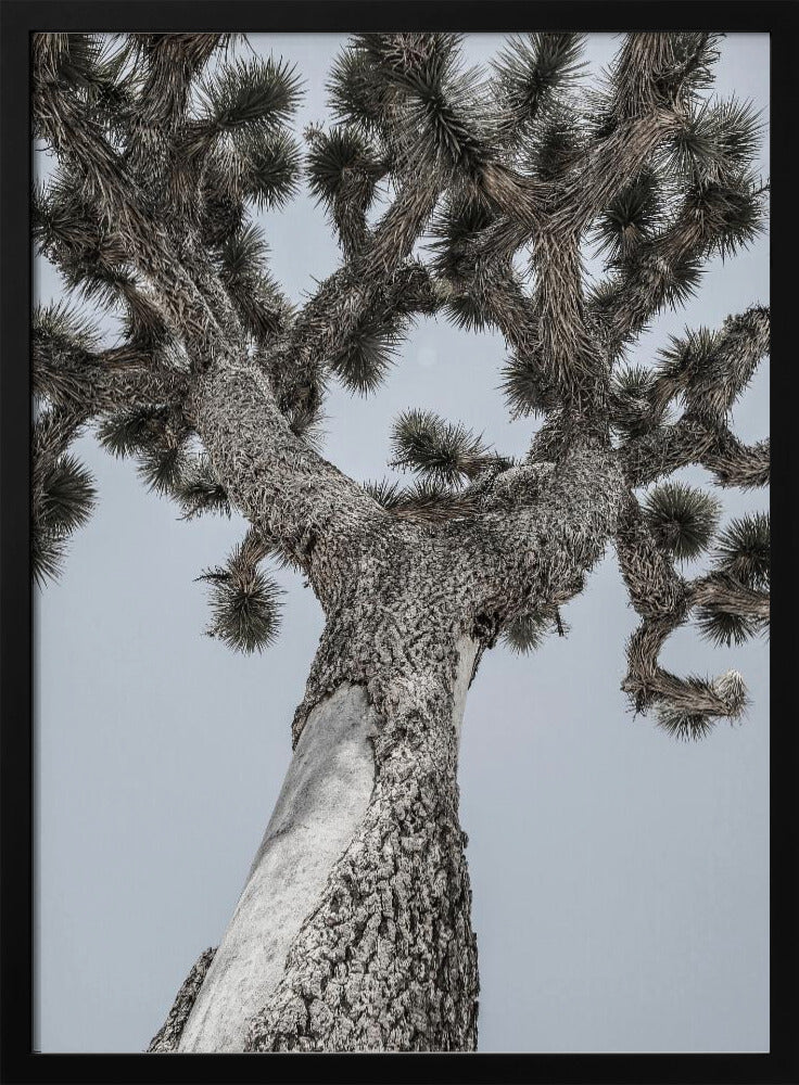 Twisting Desert Giant | Poster