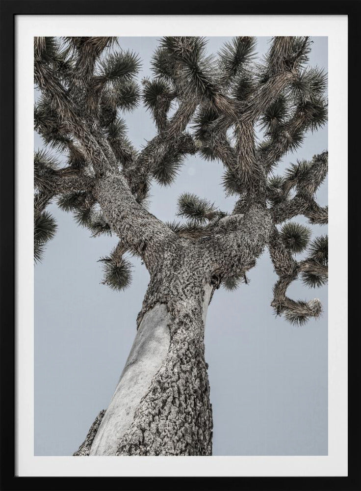 Twisting Desert Giant | Poster