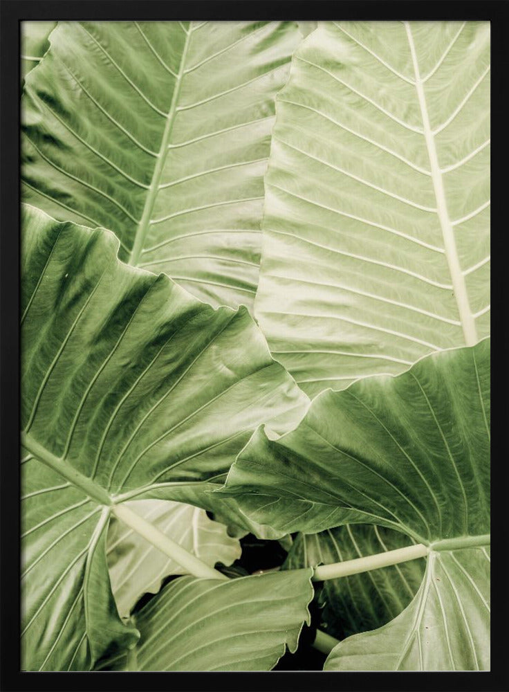 Verdant Foliage | Poster