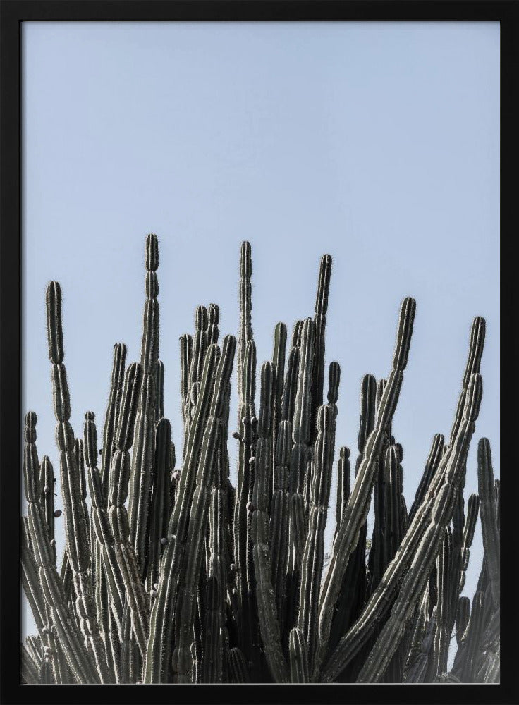 Cactus Symphony | Poster