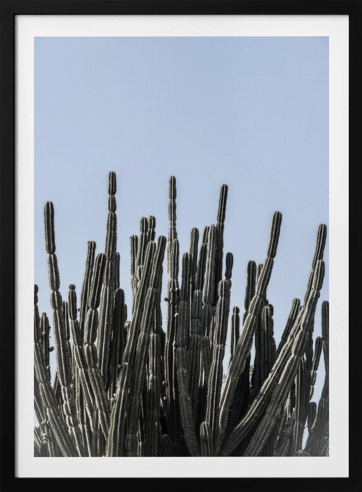 Cactus Symphony | Poster