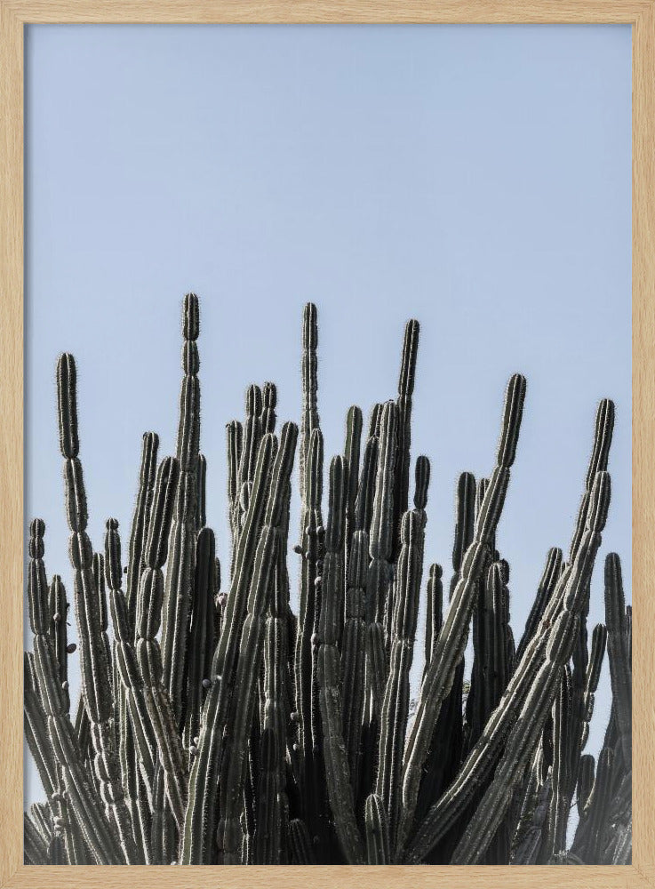 Cactus Symphony | Poster