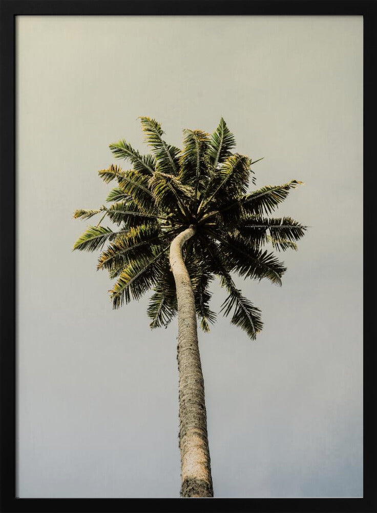 Towering Palm Bliss | Poster