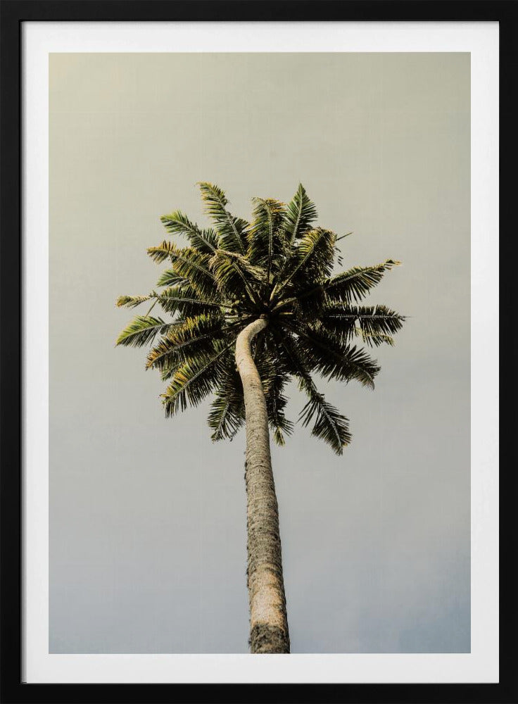 Towering Palm Bliss | Poster