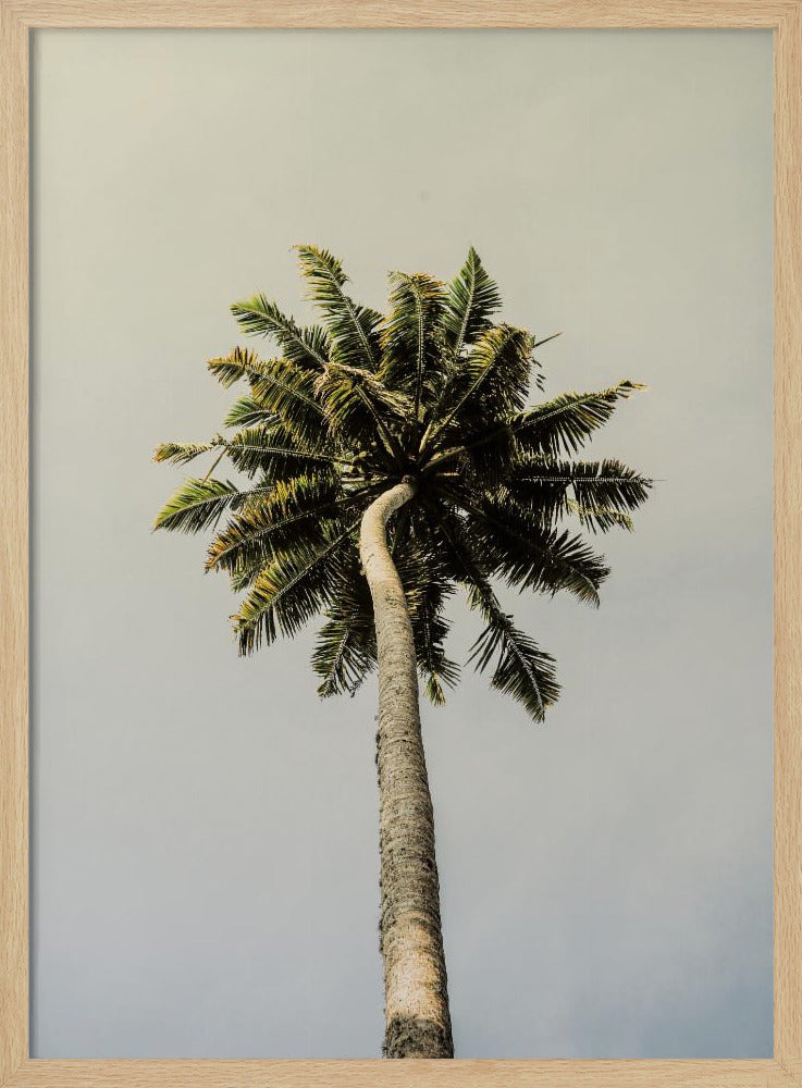 Towering Palm Bliss | Poster