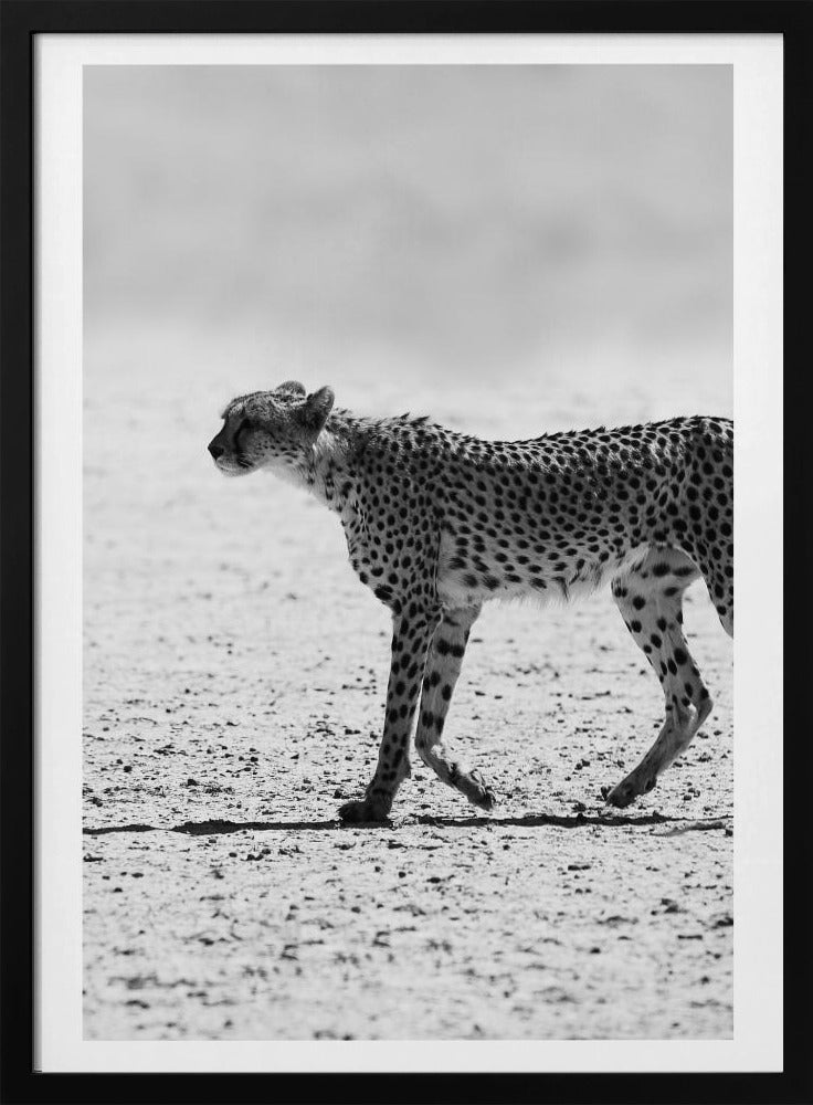 Cheetah&#039;s Stride | Poster