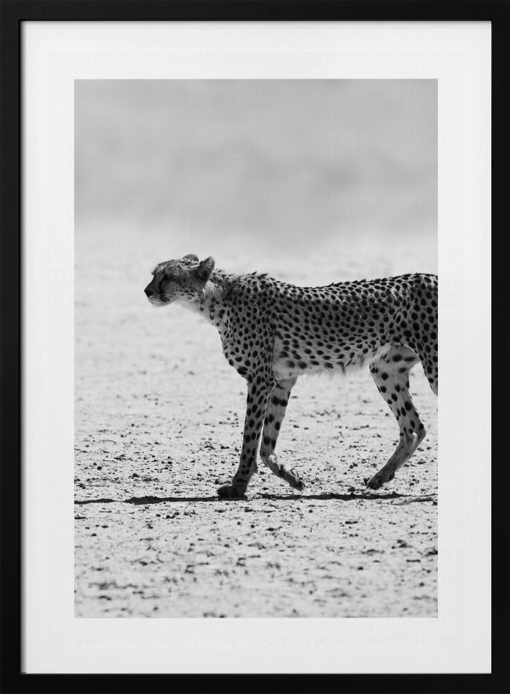 Cheetah&#039;s Stride | Poster