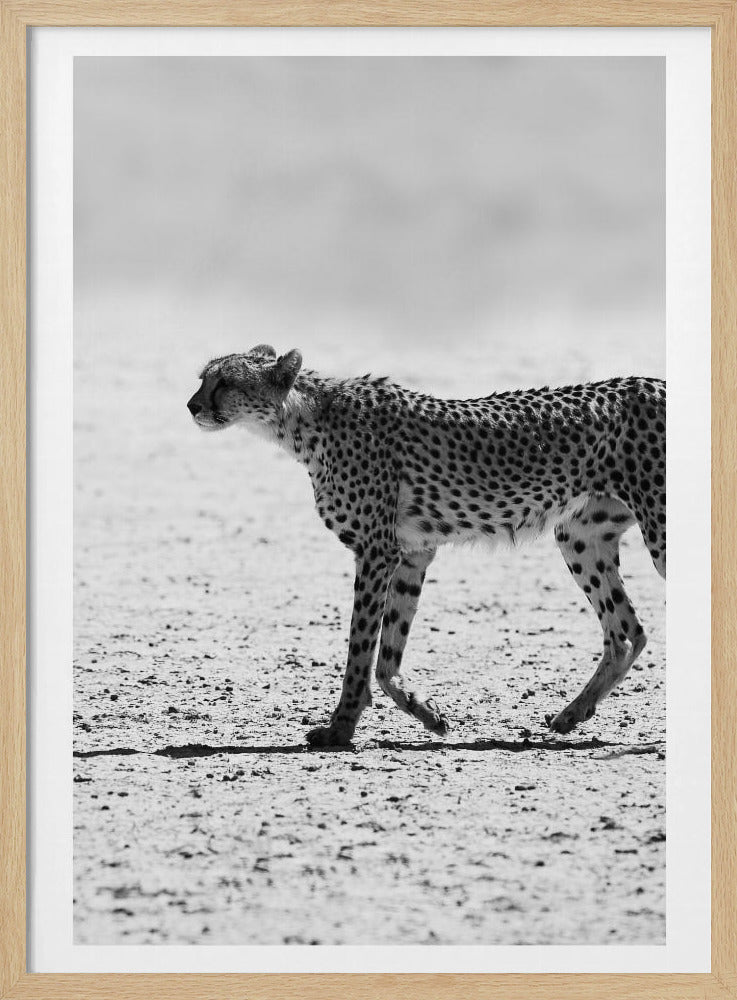 Cheetah&#039;s Stride | Poster