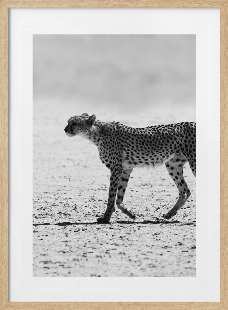 Cheetah&#039;s Stride | Poster