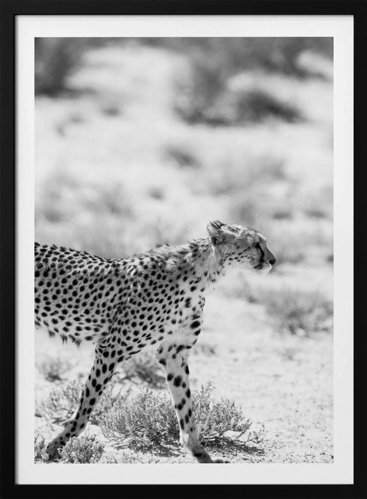 Cheetah's Grace | Poster