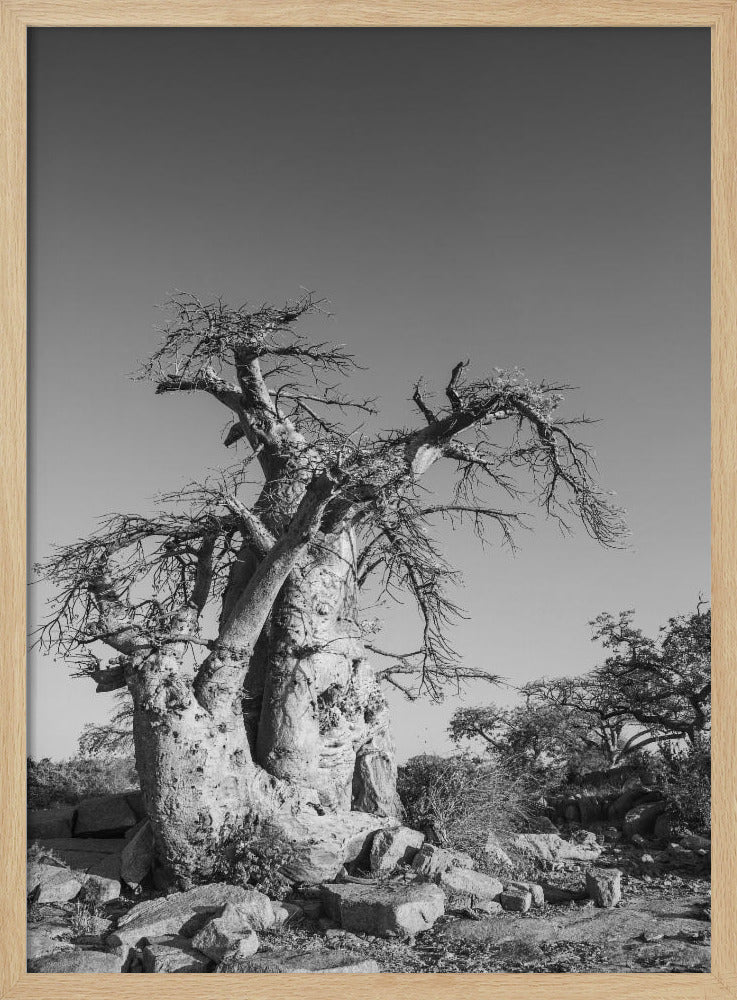 Ancient Sentinel | Poster