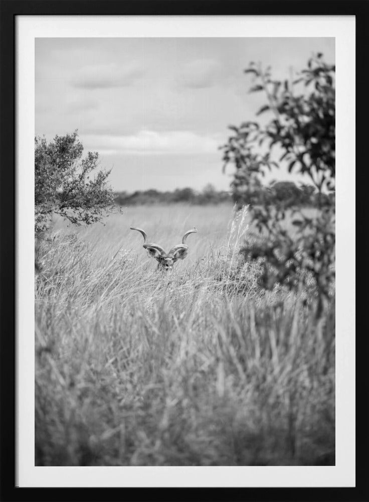 Hidden in the Grass | Poster