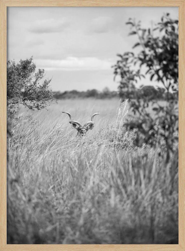 Hidden in the Grass | Poster