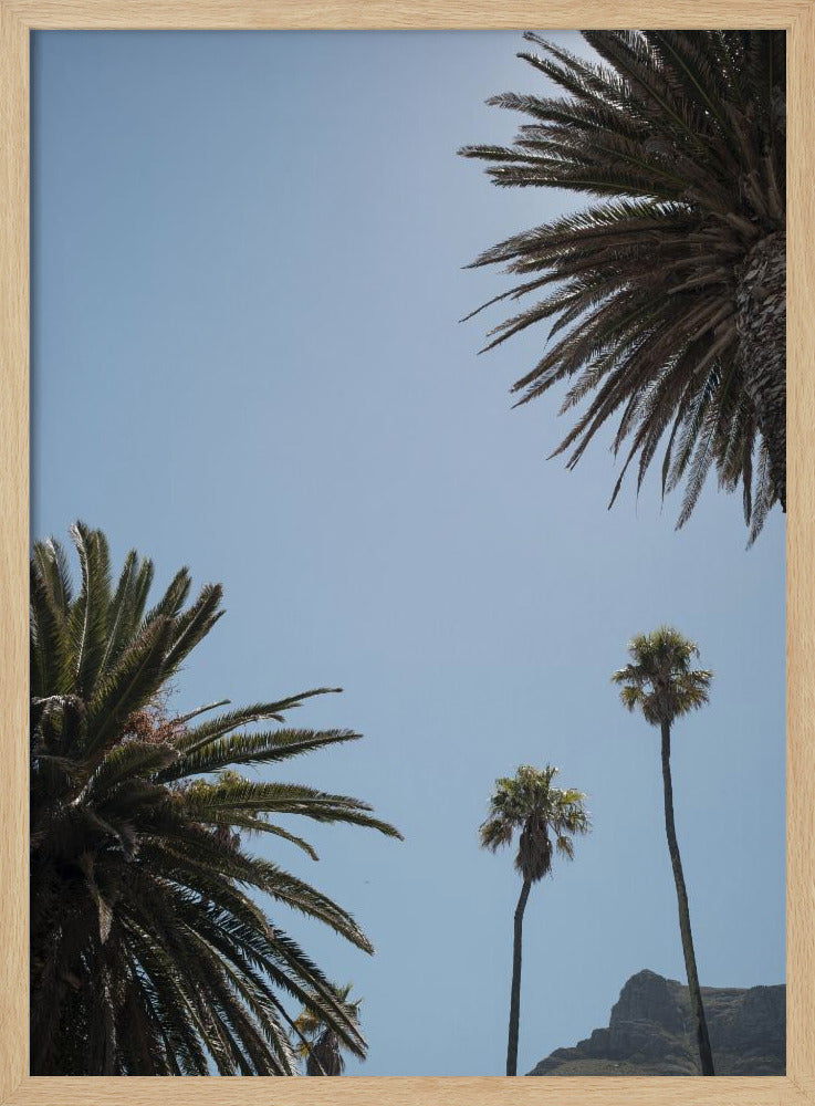 Sunny Palm Heights | Poster