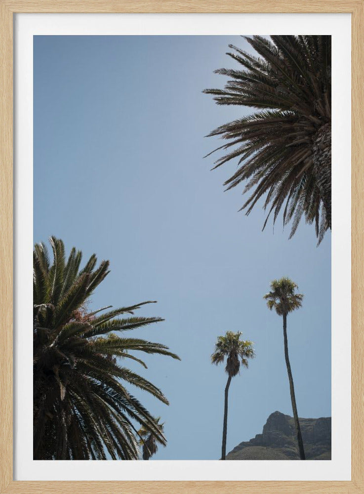 Sunny Palm Heights | Poster