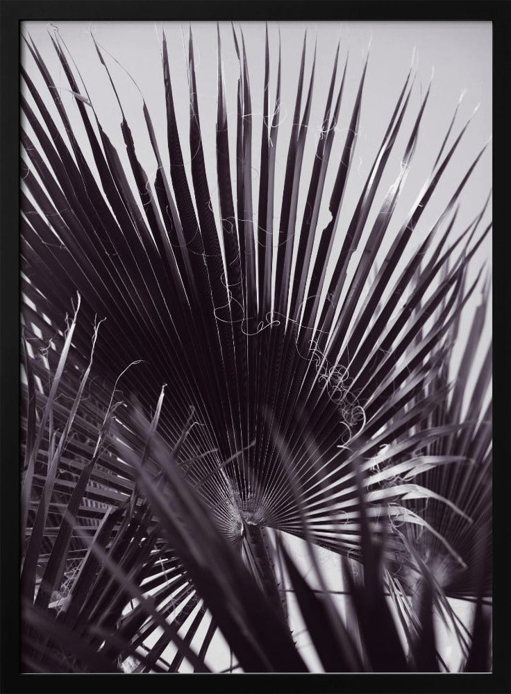 Palm Whisperings | Poster