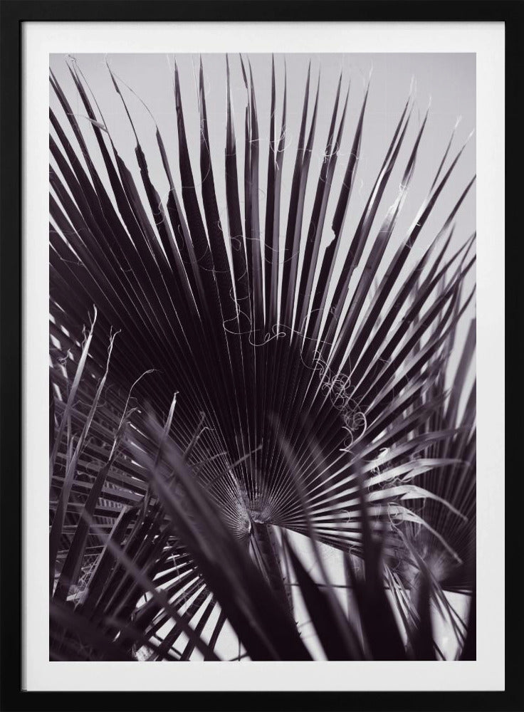 Palm Whisperings | Poster