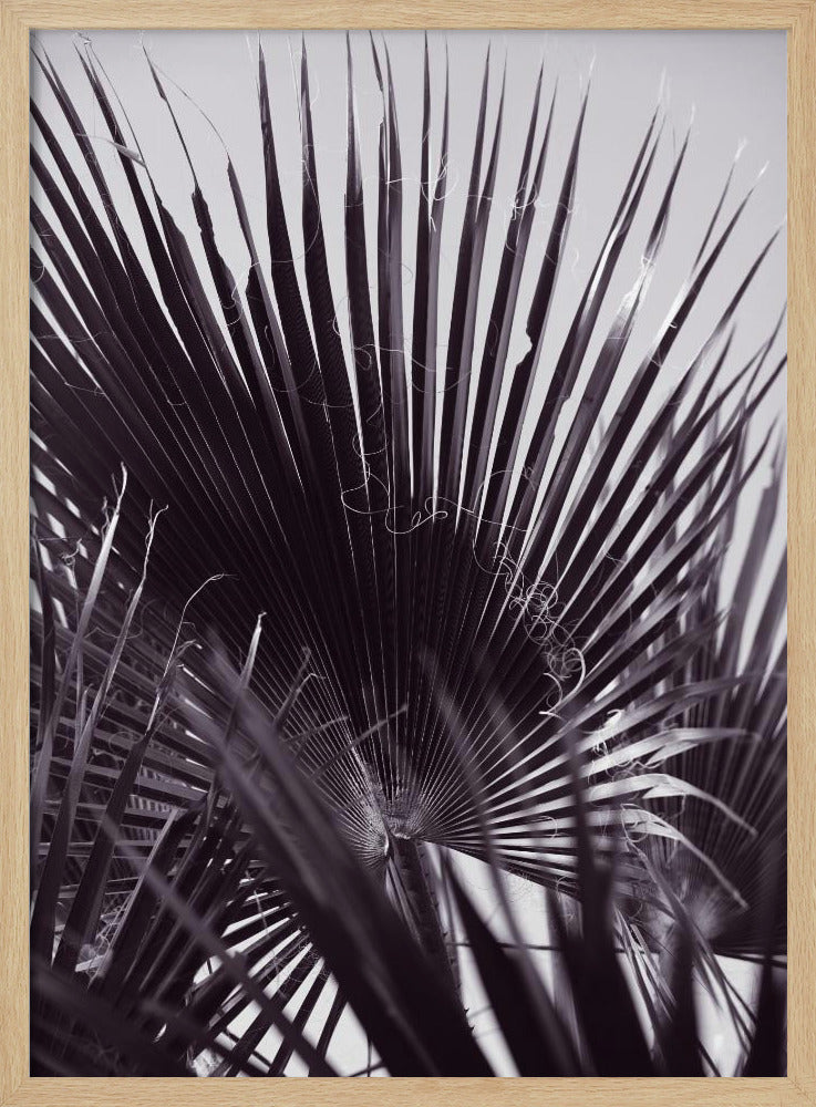 Palm Whisperings | Poster