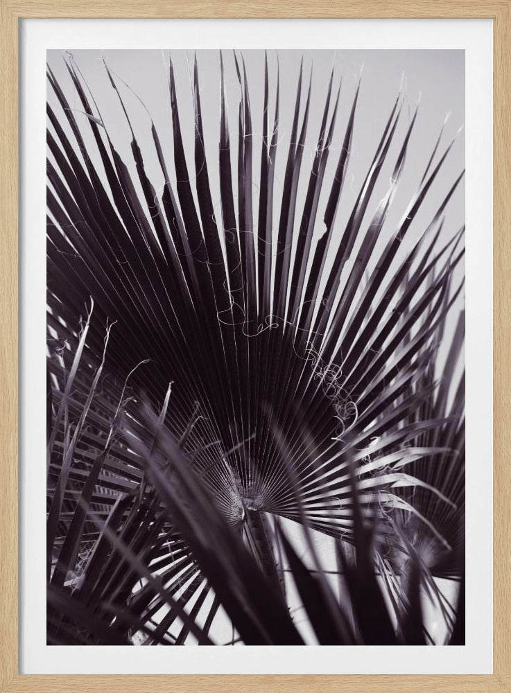 Palm Whisperings | Poster