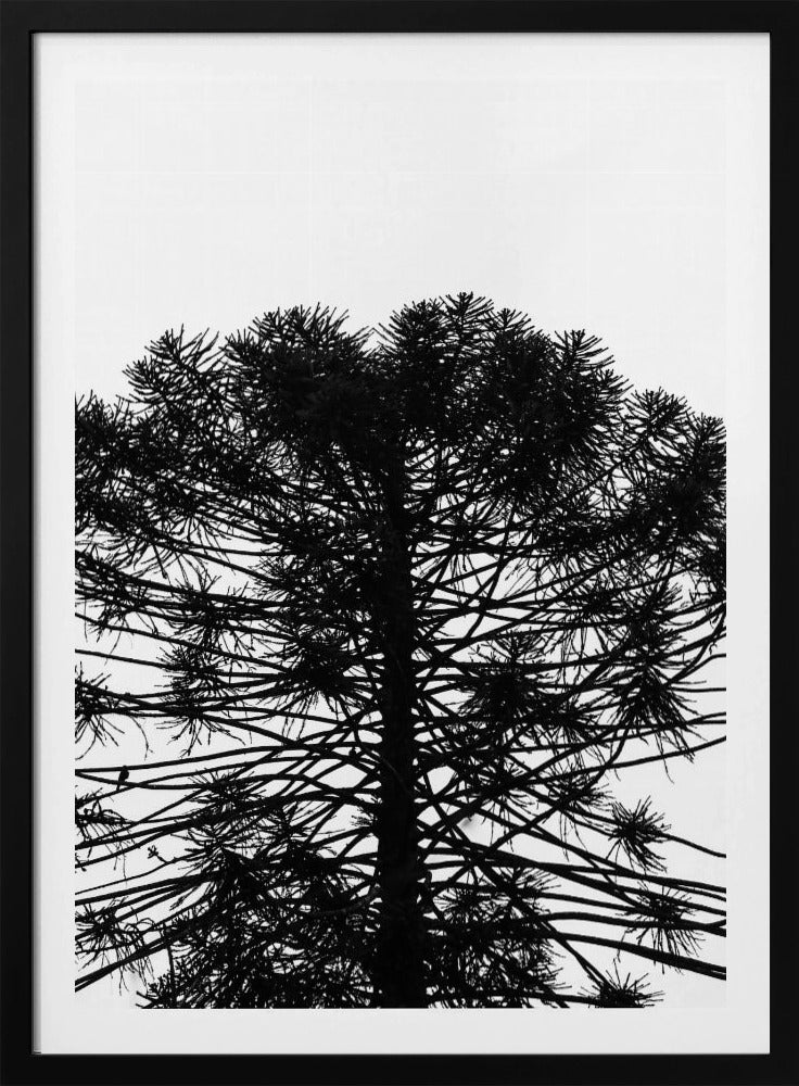 Silhouetted Symmetry | Poster