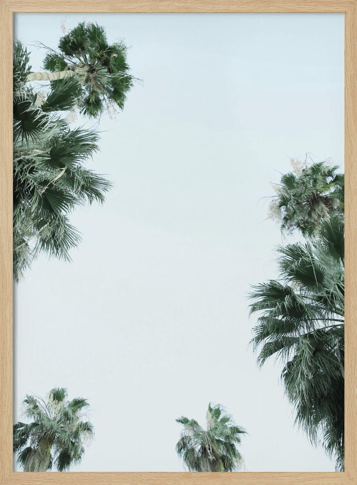 Palm Tree Serenity | Poster