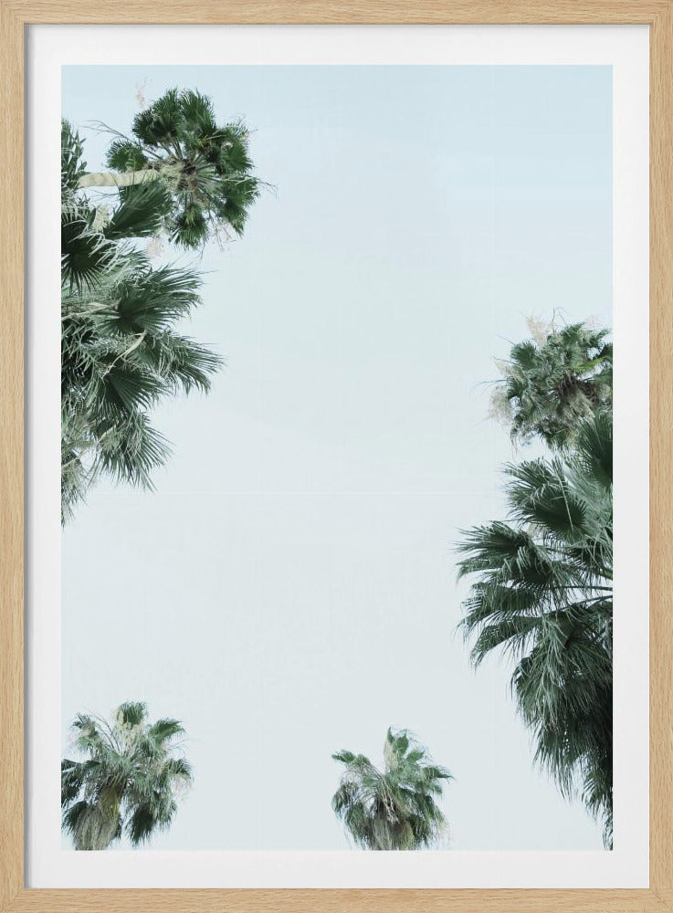 Palm Tree Serenity | Poster
