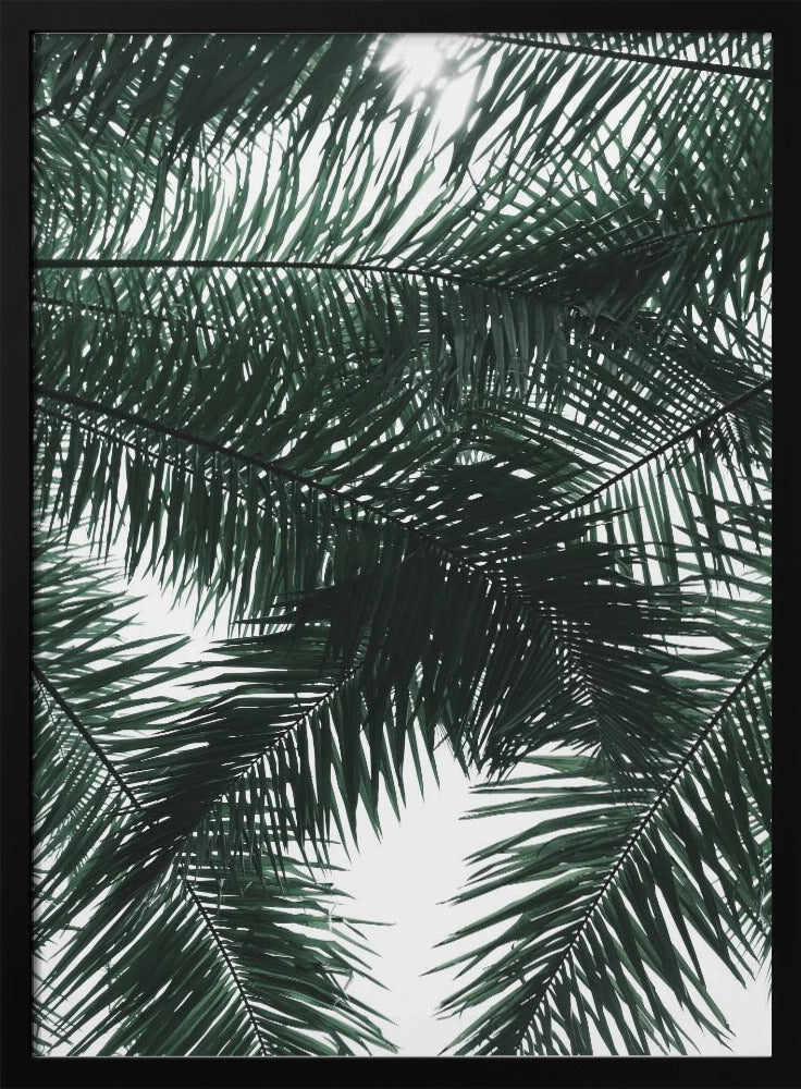 Sunlit Palms Canopy | Poster
