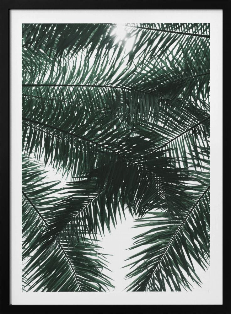 Sunlit Palms Canopy | Poster