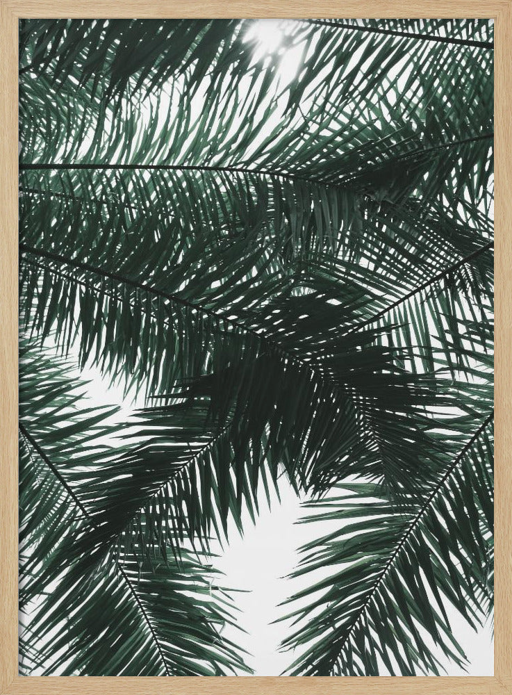 Sunlit Palms Canopy | Poster